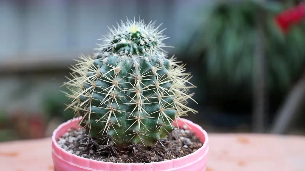 仙人球不開花是怎麼回事