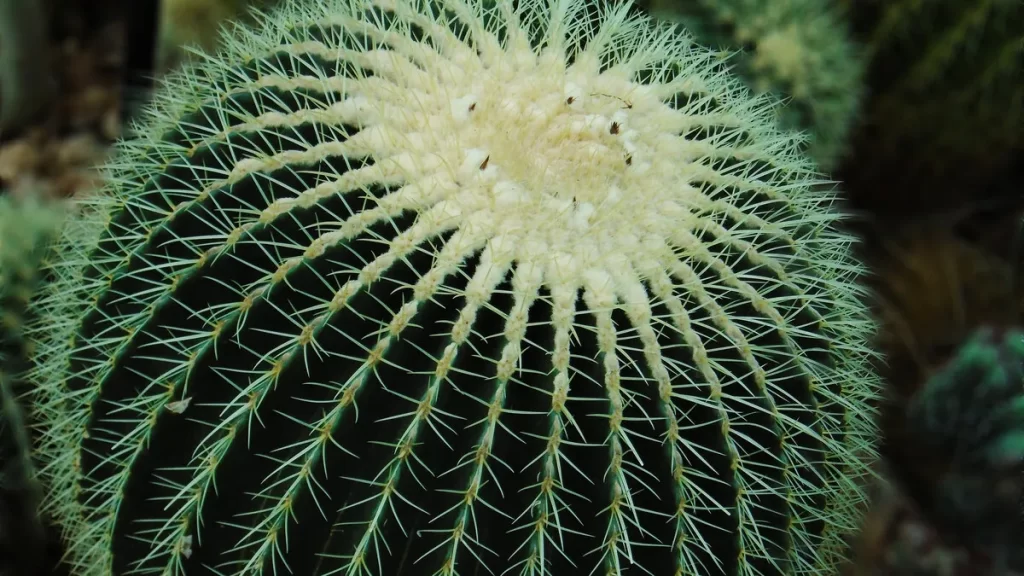 仙人球不髮根怎麼辦
