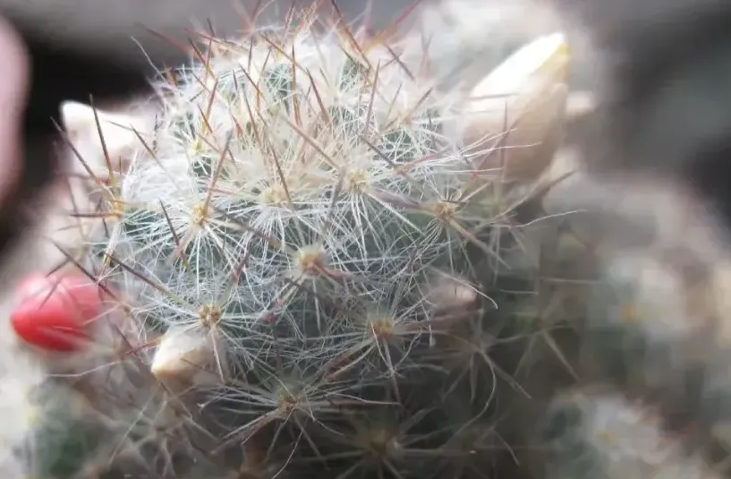 仙人球開花白色寓意是什麼