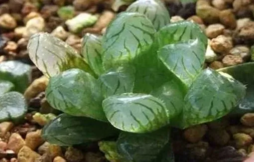 冰燈玉露怎麼澆水