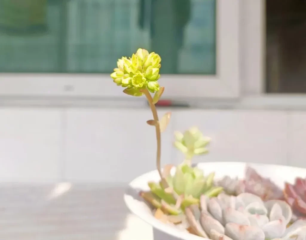 各個品種多肉植物開花該如何應對