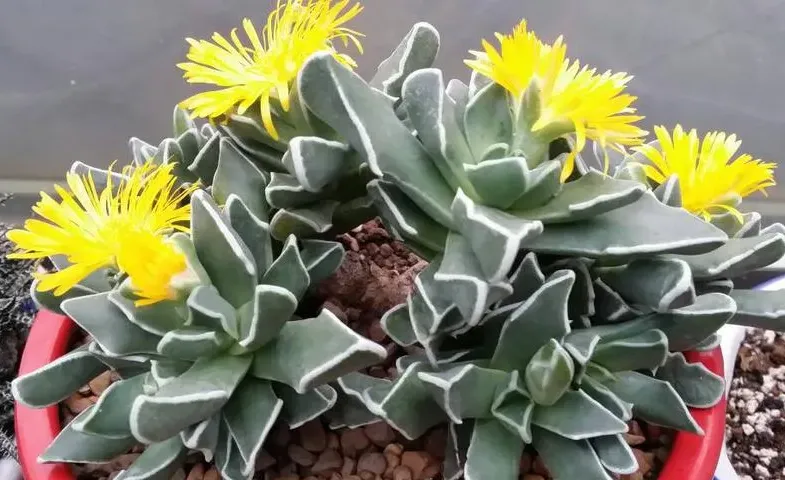 四海波的照顧方式