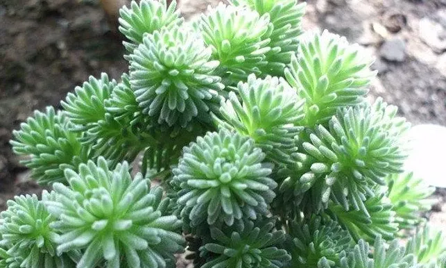 塔松的養護方式