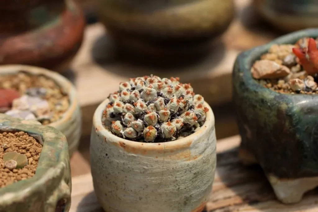 多肉植物生長休眠期的管理