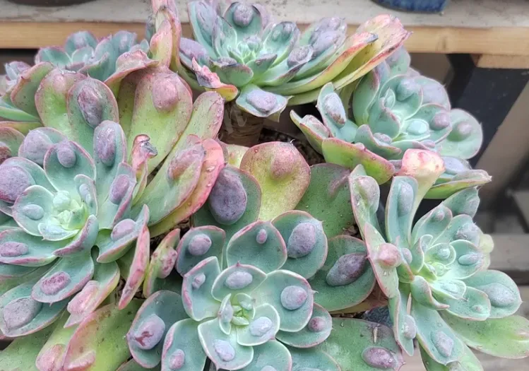 多肉雨滴的介紹