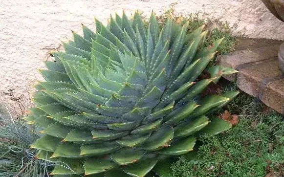 多葉蘆薈