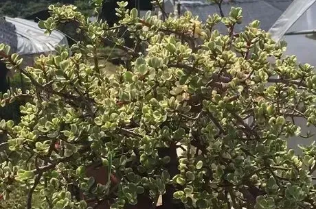 如何使雅樂之舞生根