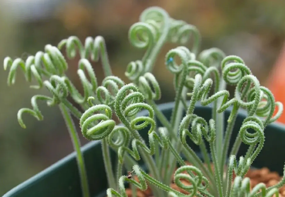 彈簧草