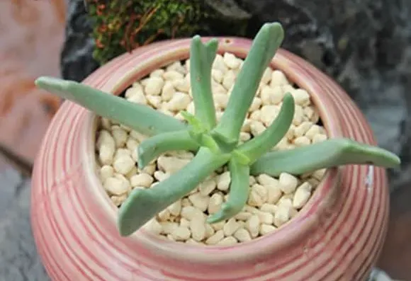 快刀亂麻爛根怎麼辦