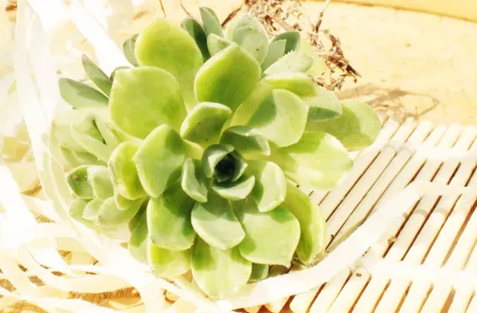 愛染錦