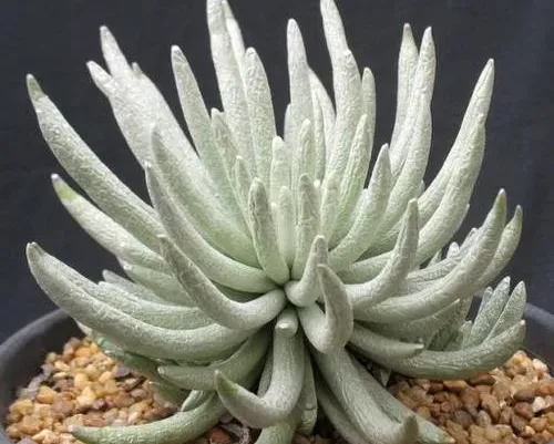 新月