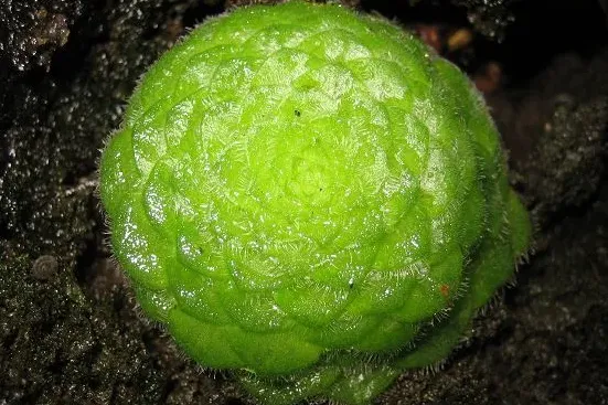 明鏡