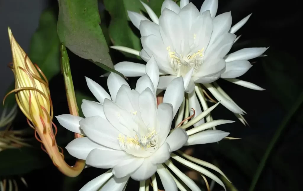 曇花