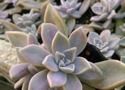 朧月
