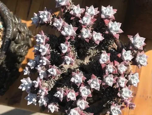 格諾瑪和格瑞內的區別其他觀點
