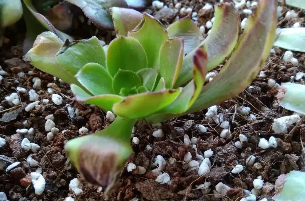 植物髮根的原理
