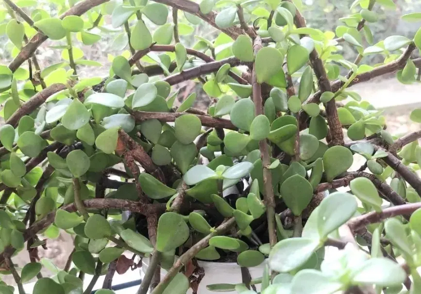 樹馬齒莧病害防治