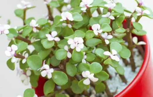 樹馬齒莧的花期管理