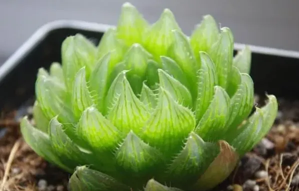 櫻水晶