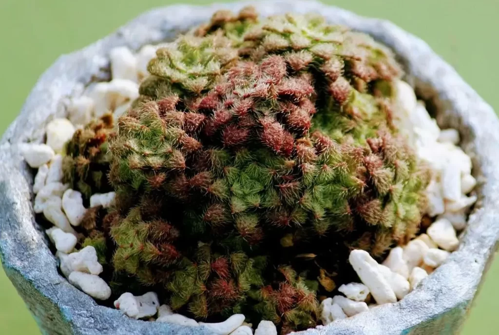 毛海星的介紹