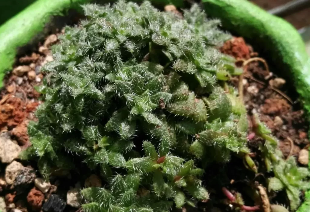 毛海星的繁殖方式