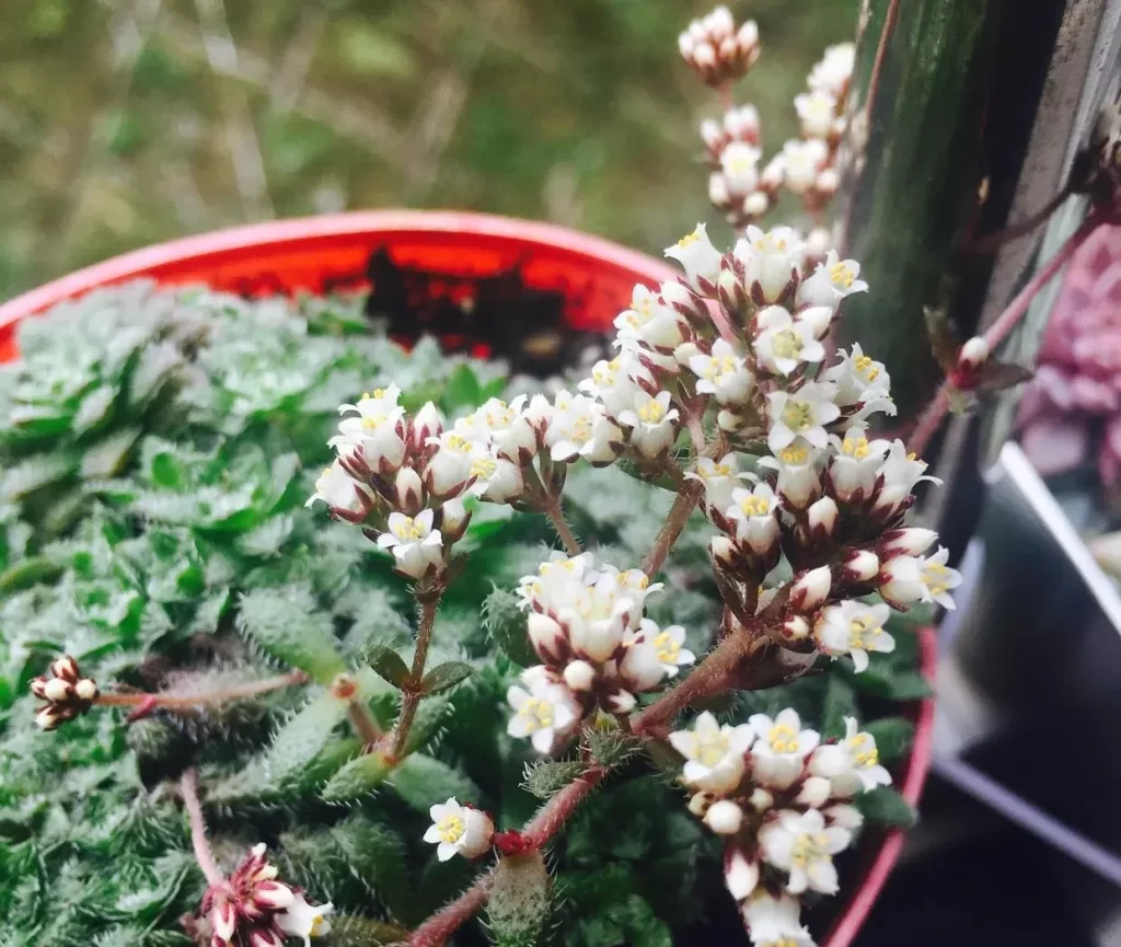 毛海星的養護技巧及注意事項
