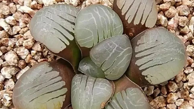 水史撲鷹爪