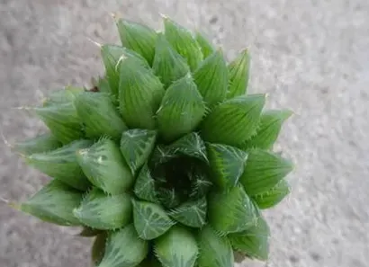 水晶掌怎麼分株繁殖