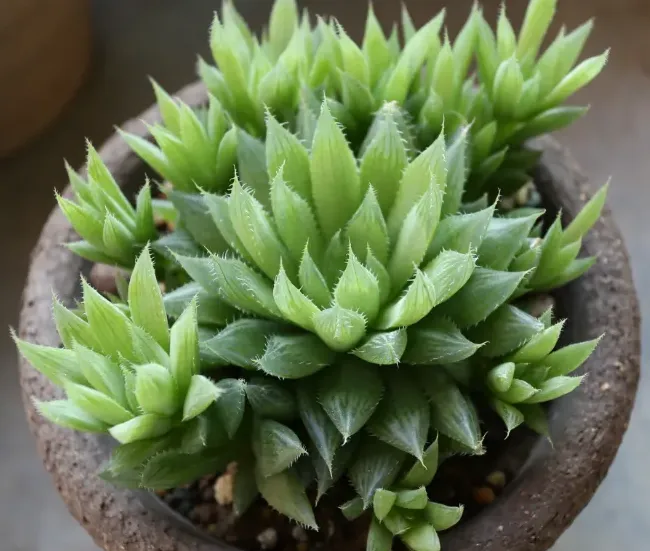 水晶掌的介紹