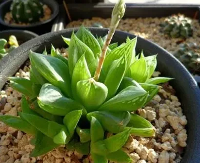 水晶掌的養護