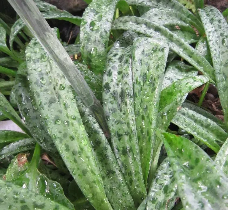 油點百合