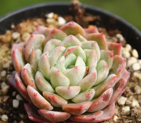 洞庭月影