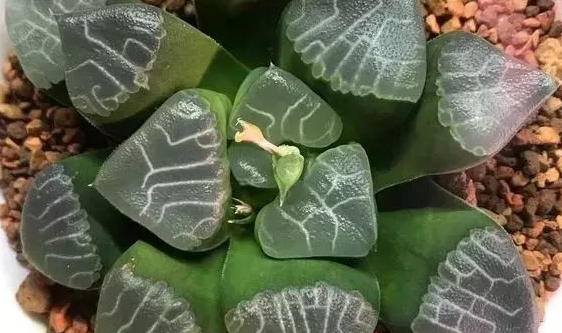 濃白紋克