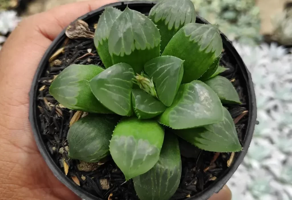 玉露的蟲害防治