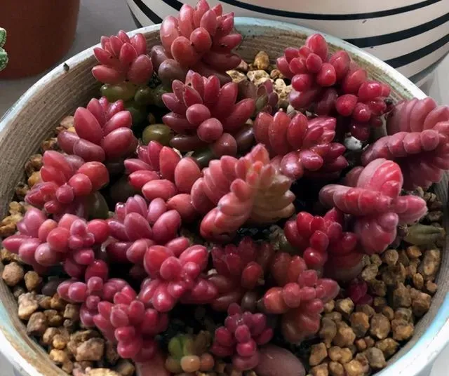 珊瑚珠