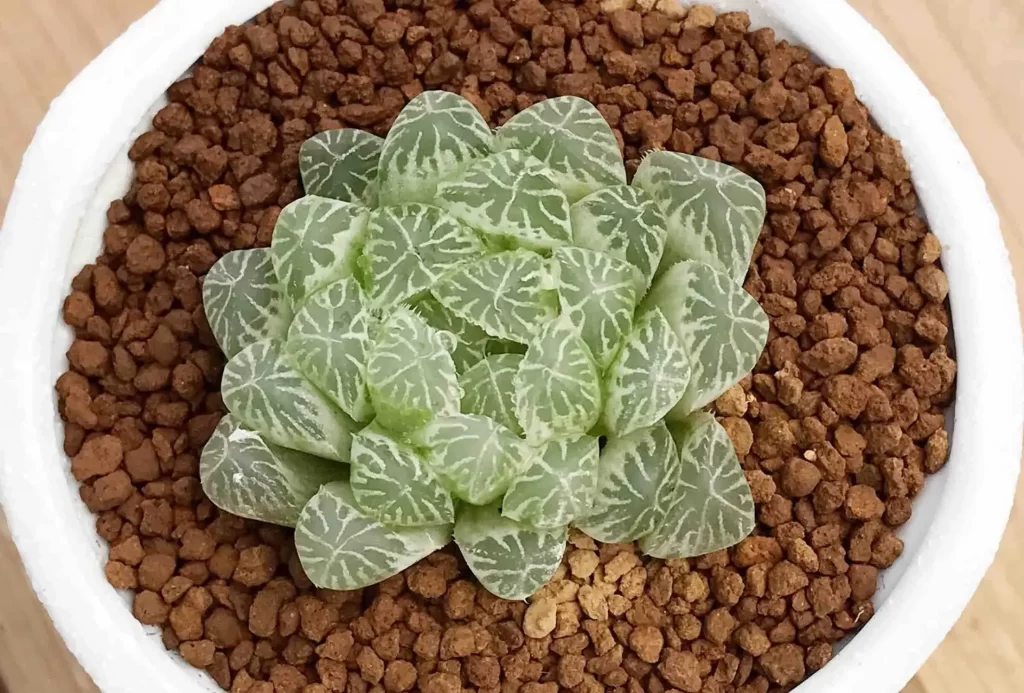 白斑玉露的養護方式