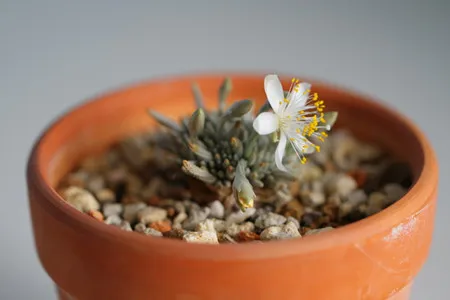 白花韌錦不開花怎麼辦