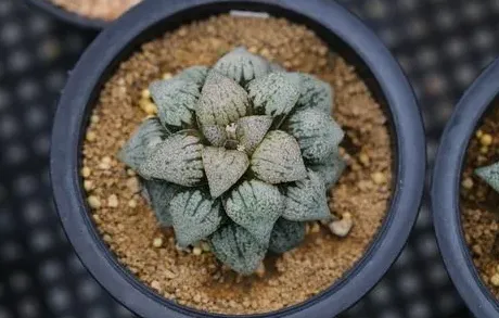 白銀壽的介紹