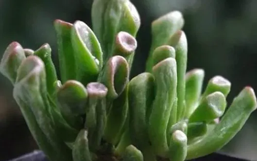 筒葉花月