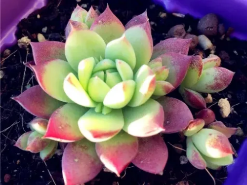 紅蔓蓮