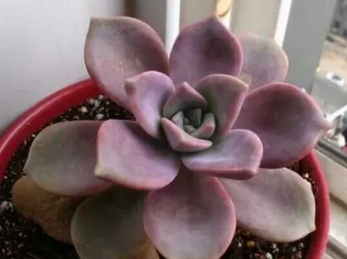 紫悅