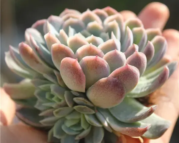紫月影