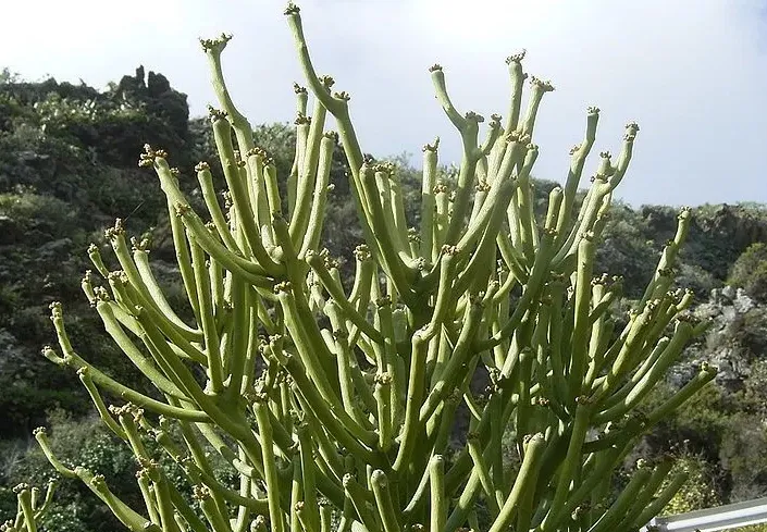綠玉樹