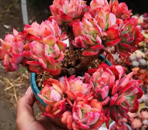 綴化綺羅