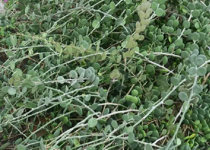 翡翠珠