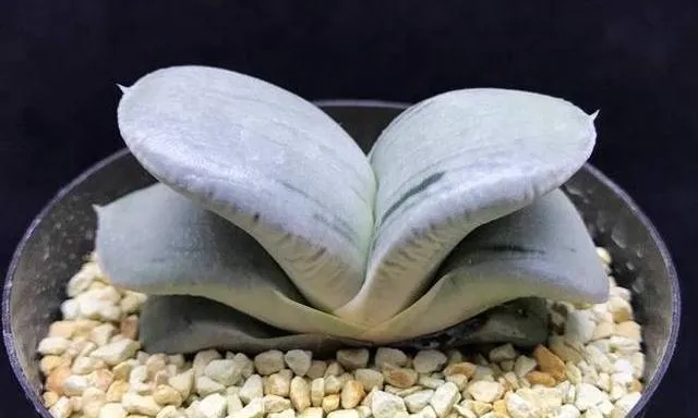 臥牛的介紹