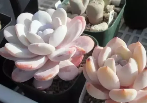 自動草稿