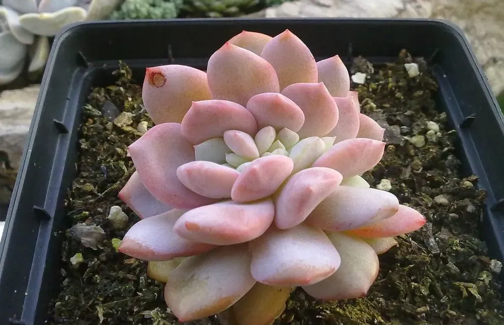 芙蓉雪蓮與霜之朝的區別