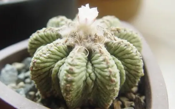 花籠的介紹