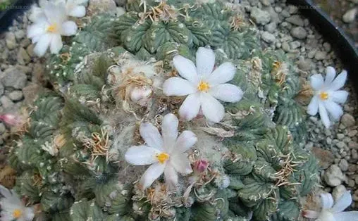 花籠的疾病防治